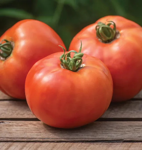 Vista 16 de Burpee 'Big Rainbow' Heirloom, Tomate Grande Beefsteak para Rebanar, 100 Semillas Sin OGM