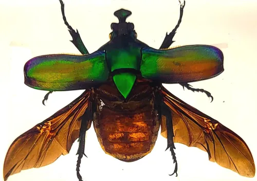 Vista 43 de 44mm Hormiga gigante tropical real en resina de lucita transparente cristalina, espécimen preservado Pseudoneoponera Rufipes, taxidermia