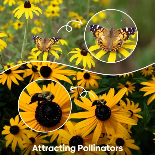 Vista 7 de Groundio Black Eyed Susan Seeds, más de 7500 semillas de flores perennes para plantar en interiores y exteriores, atraen polinizadores Sin OMG