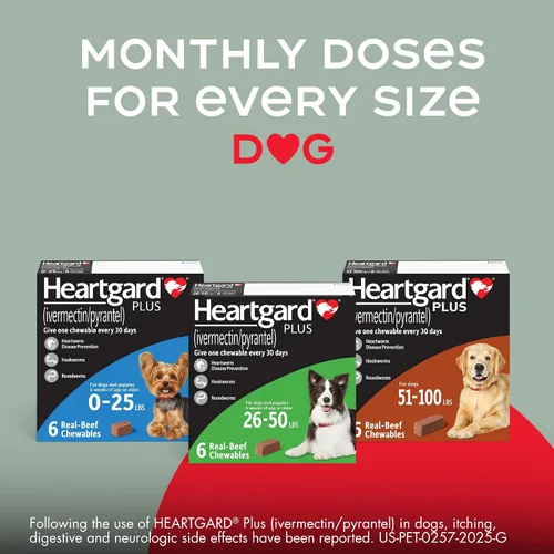 Vista 8 de HEARTGARD® Plus (ivermectina/pirantel) Masticables de Carne de Res Real para Perros de 26-50 libras (Caja Verde) Suministro de 6 Meses