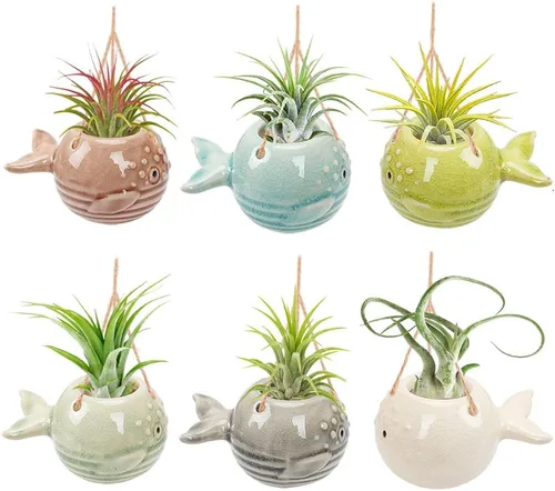 Vista 8 de Paquete de 4 soportes únicos para plantas de aire, lindo soporte de pared para plantas de aire de piña, soportes de cerámica Tillandsia para plantas