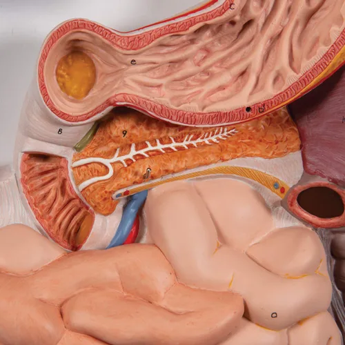 Vista 5 de 3B Scientific Sistema digestivo K21 3 parte - 3B Smart Anatomy