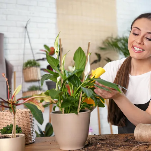 Vista 6 de 35 piezas de estacas para plantas, estacas de jardín de bambú natural premium, varillas de bambú de soporte para plantas de interior y exterior