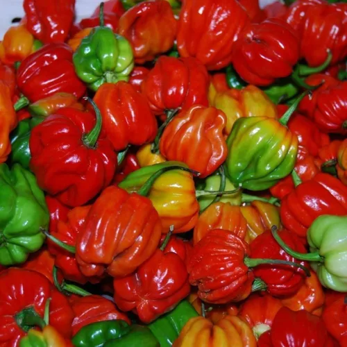 Vista 3 de Pimiento Dulce "Aji Dulce # 2"-(10 Semillas)Herencia Venezolana,Dulce, Sabroso -Raro