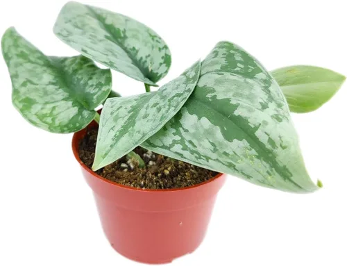 Vista 18 de Planta de goma burdeos (maceta de cultivo de 4 pulgadas) - Planta de interior saludable - Planta de interior de fácil cuidado