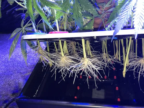 Vista 5 de 25 Site aeroponic máquina de clonación