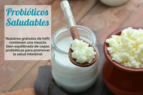 Vista 5 de 2 cucharadas de granos de kéfir de leche - Cultivo iniciador probiótico