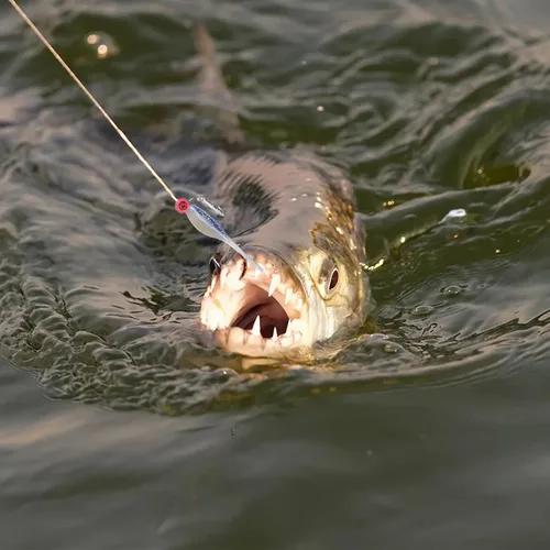Vista 6 de 50 piezas de conjunto de señuelos para crappie - 2 pulgadas de cebo, cabezas de jig y anzuelos para pesca versátil