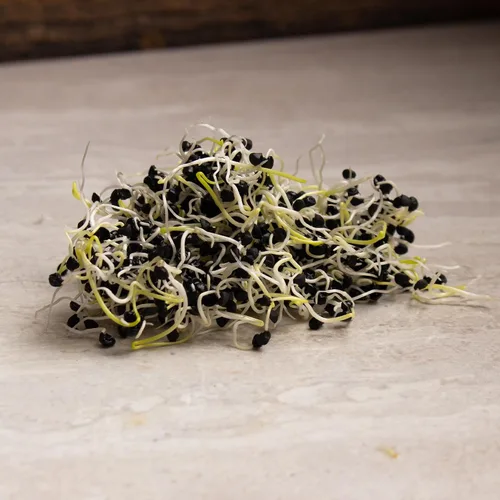 Vista 3 de Semillas de germinación de cebolla y microgreens – 1 libra – Sin OMG, sin químicos – Semillas de alta germinación para brotes de cebolla frescos