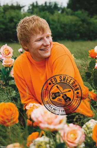 Vista 9 de Trends International Ed Sheeran - Póster de pared de campo de rosas, 22.37 x 34.00 pulgadas, versión enmarcada de madera de granero