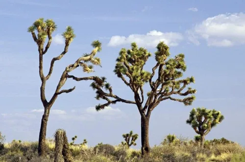 Vista 3 de Yucca Brevifolia Joshua Tree Seeds, paquete de 10 semillas por Seeds2Go