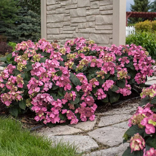 Vista 5 de Blooming & Beautiful - Pop Star Bigleaf Hydrangea - 3 gal - Hortensias de verano sin fin - Rebloomer pesado compacto - Flores azules rosadas - Zonas