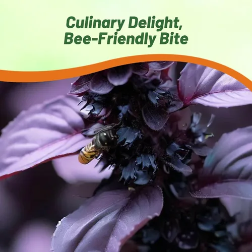Vista 5 de Outsidepride Semillas de albahaca de ópalo oscuro, 1000 piezas anuales de semillas de hierba de albahaca morada, sin OMG, ideales para jardines