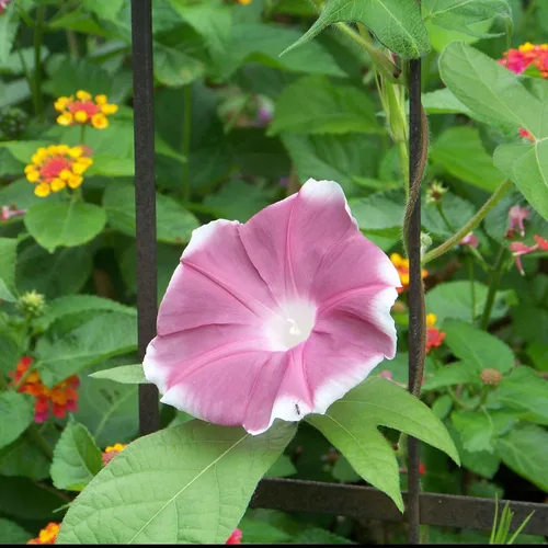 Vista 17 de Eden Brothers Morning Glory Seeds - Picotee azul, semillas sin OMG para plantar, 1 onza Semillas de flores de bajo mantenimiento, plantas durante