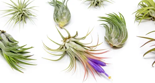 Vista 2 de Air Plant Shop Paquete de 12 plantas de aire Ionantha surtidas - Venta al por mayor y a granel - Suculentas - Tillandsia viva - Plantas de casa