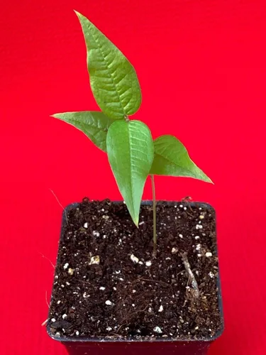 Vista 9 de Planta de maceta de árbol frutal de uva brasileña de hoja grande Plinia Aureana de Jaboticaba blanca