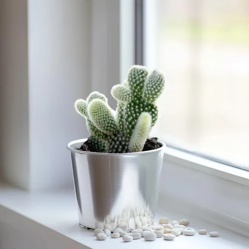 Vista 2 de Plantas suculentas vivas de 2 pulgadas, cactus de oreja de conejo, fácil cuidado y tolerante a la sequía Potted Succulents for Home Office Decor