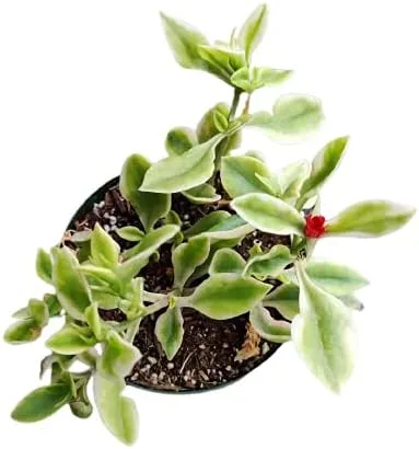 Vista 2 de Plantas suculentas vivas Aptenia Cordifolia Variegata (maceta de 4")