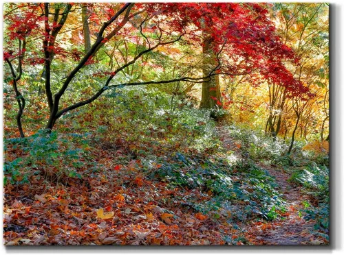 Vista 51 de Renditions Gallery Arte de pared de bosque otoñal, decoración de lienzo premium envuelto en galería, listo para colgar, 12L x 8A, impresión hecha