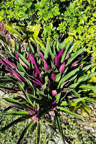 Vista 4 de Dos plantas vivas para exteriores, planta de ostras morada y verde, crece a planta exterior de altura media, planta pequeña joven