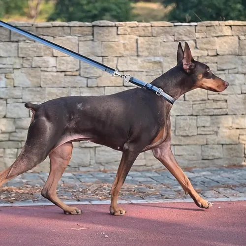 Vista 6 de Martingale - Juego de collar y correa para perro, para caminar, jugar, entrenar, collares reflectantes ajustables con correa para perros pequeños