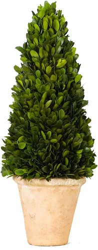 Vista 7 de Esfera decorativa de boj preservada, hojas de boj reales, plantas verdes, decoración del hogar para Navidad, Día de Acción de Gracias, regalos que