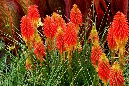 Vista 4 de Semillas Fuego Danza Rojo Vivo Poker Flores Perennes