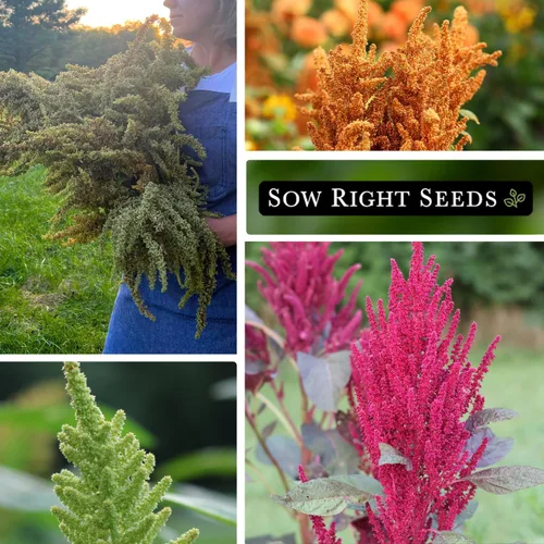 Vista 4 de Sow Right Seeds - Colección de semillas de amaranto para plantar - Paquetes de semillas tradicionales no transgénicas con instrucciones