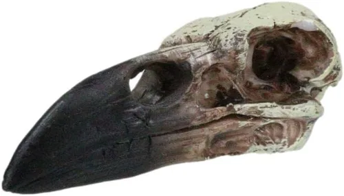 Vista 8 de Ebros Gift Huginn and Muninn - Colgante pequeño de relicario, cuervo cuervo, calavera, talismán, accesorio de joyería, osario, escultura macabra