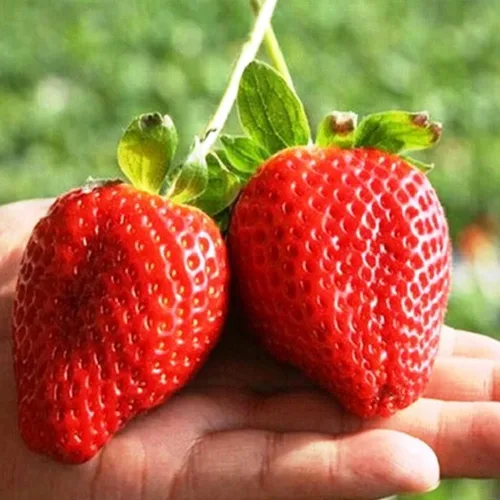 Vista 2 de Semillas Fresa Jardín Everbearing Frutas trepadoras No GMO para plantar