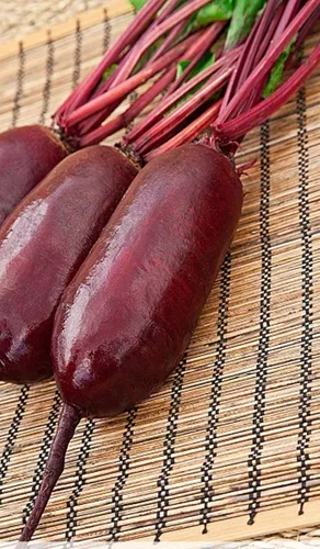 Vista 2 de Semillas Remolacha Rival Rojo Gigante Heirloom Vegetal No OGM