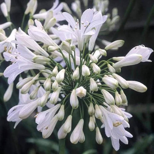 Vista 4 de Agapanthus Getty White - 3 plantas vivas - Hierba de cobertura vegetal floreciente