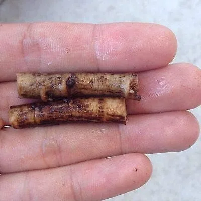 Vista 2 de Nombre del producto: Consuelda rusa - 12 esquejes de raíz vivos - Bocking 4