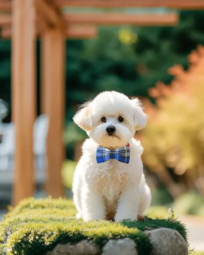 Vista 7 de PET SHOW 30 corbatines a cuadros para perros pequeños, corbatines para perros a granel para cachorros, accesorios para collar de mascotas