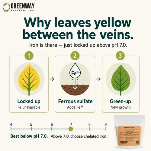 Vista 4 de Greenway Biotech Ferroso Sulfato 20% Fertilizante Fe de Hierro, Soluble en Agua con Azufre para Céspedes, Árboles, Arbustos, Verduras y Plantas