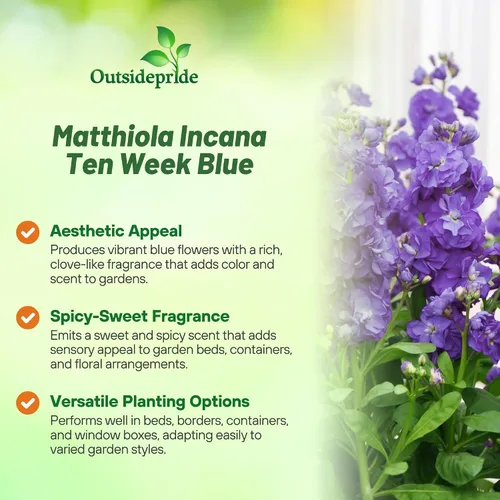 Vista 3 de Outsidepride Ten Week Blue Mattiola Stock Seeds – 1000 semillas anuales de flores para plantar con flores fragantes que atraen a los polinizadores