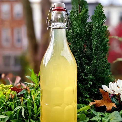 Vista 3 de Cultures for Health Un sinfín de granos de kéfir de agua dulce Bebida probiótica fermentada de bricolaje mejora la salud intestinal El iniciador