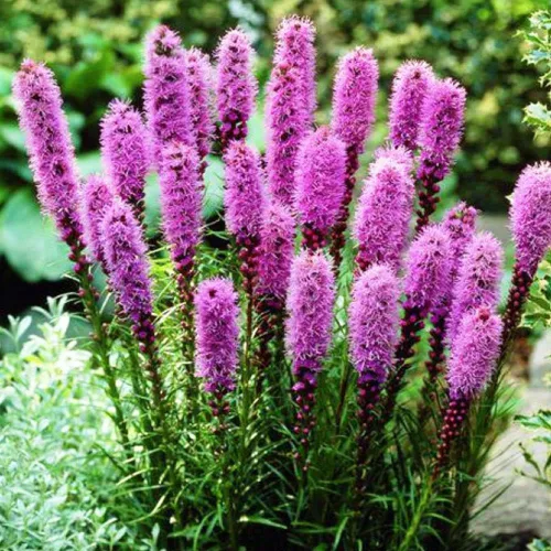 Vista 4 de Semillas Pink Blazing Star/Liatris/Flores perennes