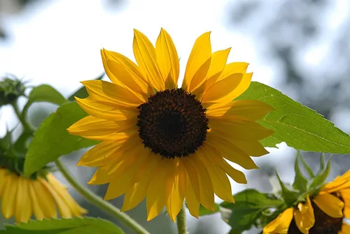 Vista 2 de Girasol, aceite negro, 100 semillas por paquete, recién cosechadas, 5-6 pies de altura, flores gigantes con centros negros, un clásico girasol dorado