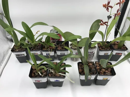 Vista 4 de 4 plantas de orquídeas vivas para elegir (Dendrobiums)
