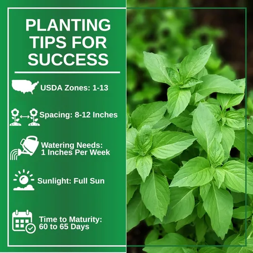 Vista 6 de TKE Farms & Gardens - Semillas de albahaca tailandesa para plantar, más de 500 semillas de reliquia sin OMG, hierba fácil de cultivar, jardinería