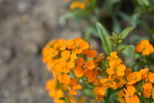 Vista 3 de Alhelí siberiano, más de 400 semillas de flores por paquete, (semillas de jardín de Isla), semillas sin OMG y reliquia, nombre científico