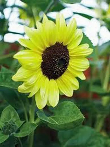 Vista 2 de Girasol, Lemon Queen, más de 20 semillas grandes, hermosas y coloridas flores