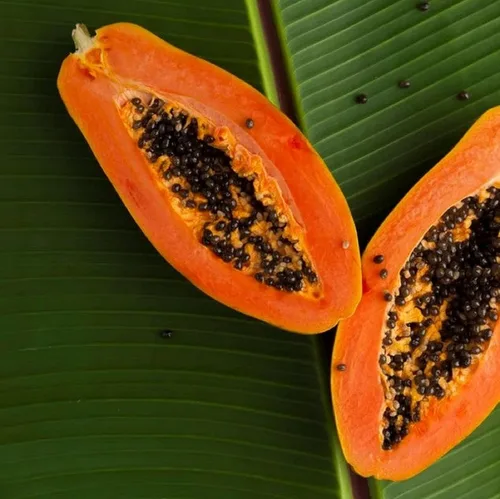 Vista 6 de CHUXAY GARDEN Semillas de papaya enana 20 semillas de árboles frutales dulces La jardinería crece en solo semanas de bajo mantenimiento
