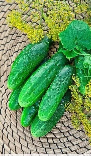 Vista 9 de Semillas de pepino autopolinizador de interior Firm Secret F1 Hybrid Vegetal para plantar sin OMG - Tiempo de cosecha 55 días