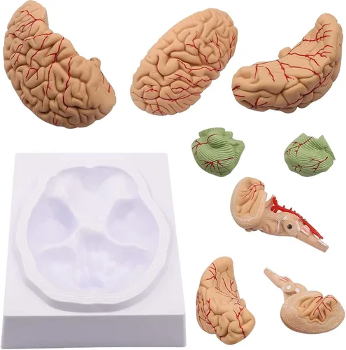 Vista 3 de Modelo de cerebro humano de anatomía 1:1 Modelo de cerebro anatómico Tamaño de la vida 8 piezas Modelo de anatomía para exhibición de enseñanza