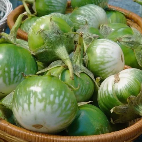 Vista 3 de Semillas redondas de berenjena verde tailandesa Solanum Melongena Semilla de berenjena asiática