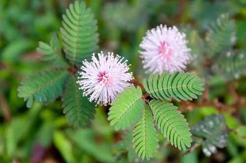 Vista 3 de 100 semillas de plantas sensibles para plantar, semillas de flores exóticas, Mimosa Pudica, planta en movimiento, planta tímida, planta vergonzosa