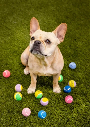Vista 5 de Midlee Mini pelotas de tenis chirriantes para perros de 1.5 pulgadas, color rosa, juego de 6