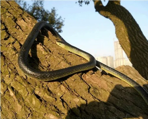 Vista 7 de Serpiente mamba realista de goma negro juguete 52 pulgadas de largo
